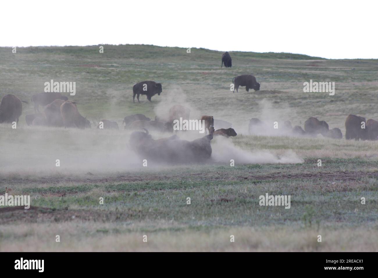 Bisons Rollen Im Schmutz Stockfoto