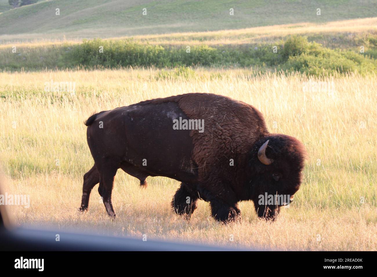 Massiver männlicher Bison, der im Gras auf einer Wiese spaziert Stockfoto