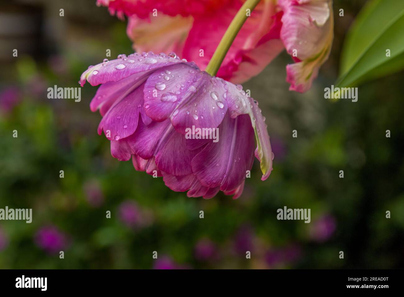 Purple rose flower with drooped stem and raindrops Stockfoto