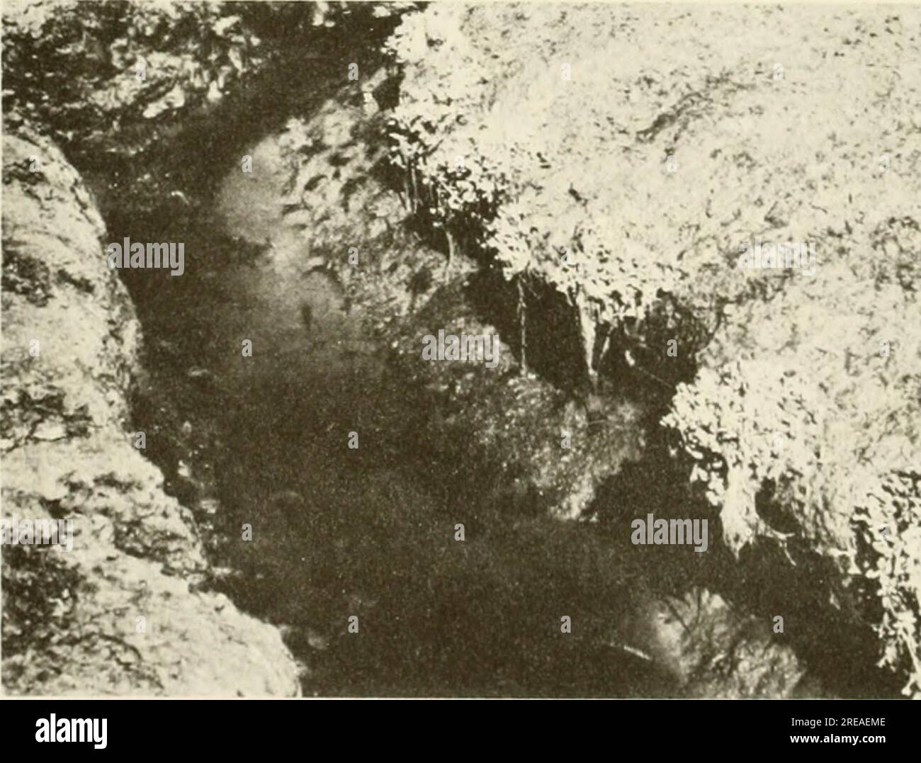 "Ökologische Untersuchung der Ölpest von Amoco Cadiz : Bericht der Gemeinsamen Wissenschaftlichen Kommission NOAA-CNEXO" (1982) Stockfoto
