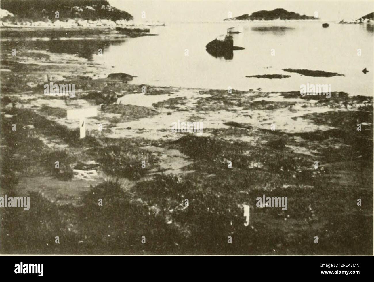 "Ökologische Untersuchung der Ölpest von Amoco Cadiz : Bericht der Gemeinsamen Wissenschaftlichen Kommission NOAA-CNEXO" (1982) Stockfoto