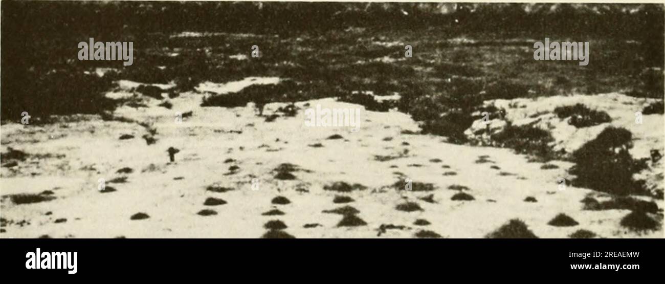 "Ökologische Untersuchung der Ölpest von Amoco Cadiz : Bericht der Gemeinsamen Wissenschaftlichen Kommission NOAA-CNEXO" (1982) Stockfoto