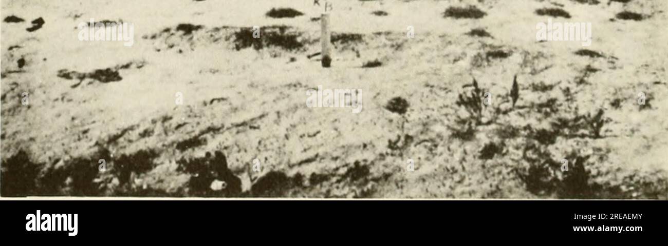 "Ökologische Untersuchung der Ölpest von Amoco Cadiz : Bericht der Gemeinsamen Wissenschaftlichen Kommission NOAA-CNEXO" (1982) Stockfoto