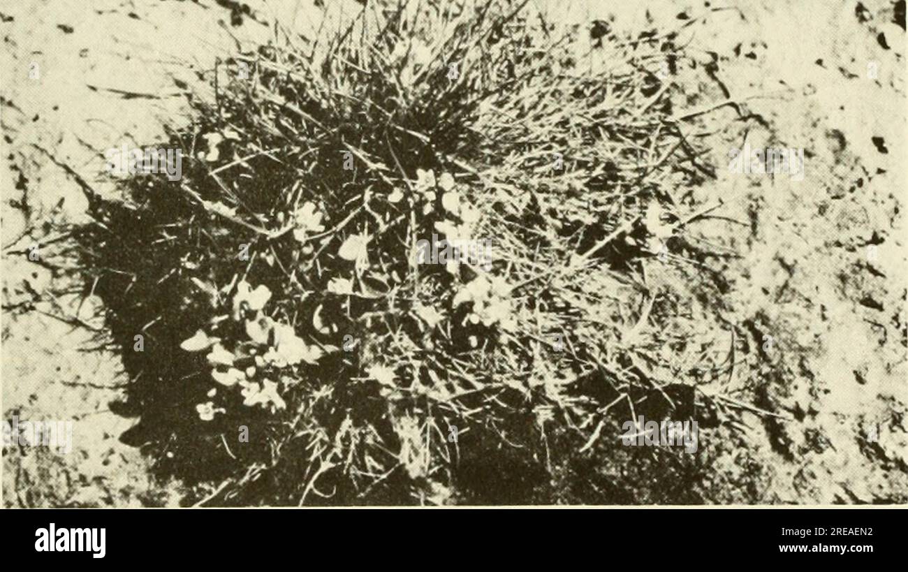 "Ökologische Untersuchung der Ölpest von Amoco Cadiz : Bericht der Gemeinsamen Wissenschaftlichen Kommission NOAA-CNEXO" (1982) Stockfoto