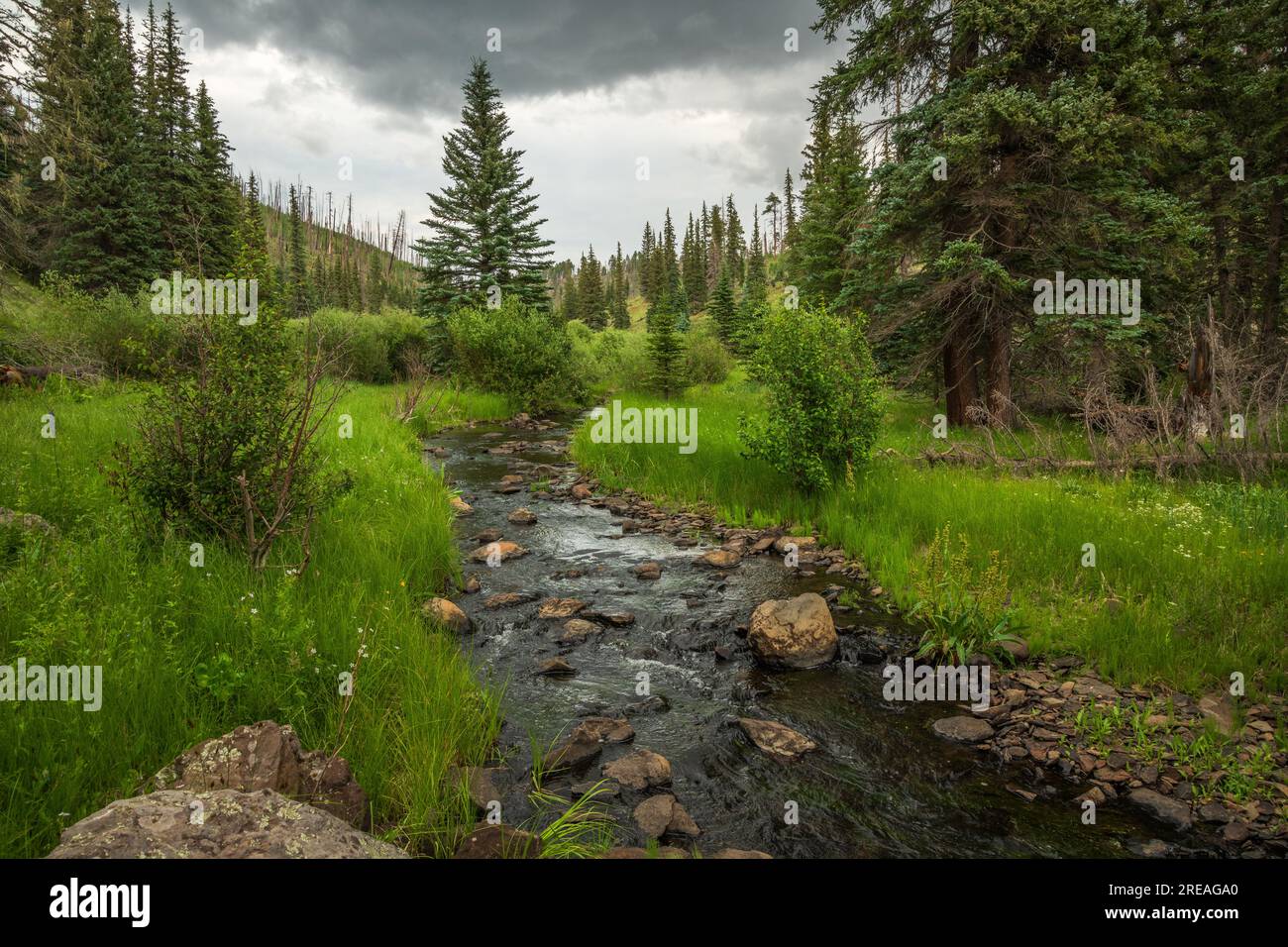 Die Westgabel des Black River wird vom Thompson Trail #629, im Juli in den White Mountains, Apache-Sitgreaves National Forests, Apache Co, angeglichen Stockfoto