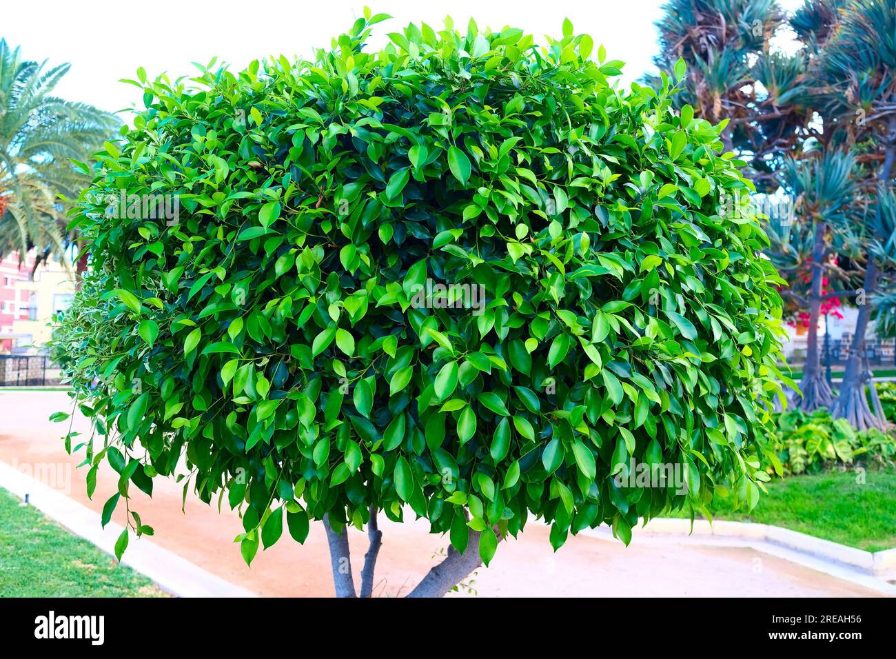 Üppig grüne Korona (Krone oder Spitze) eines kleinen Gartenbaums, Beispiel für Landschaftsgestaltung und dekorative Bäume im Arboretum-Park. Stockfoto