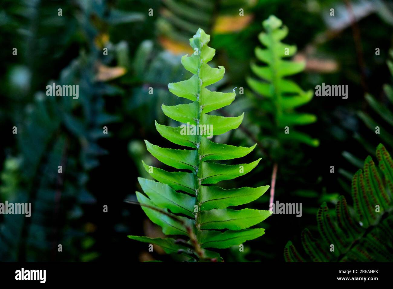 Blatt eines Farns mit dunklem Hintergrund. Stockfoto