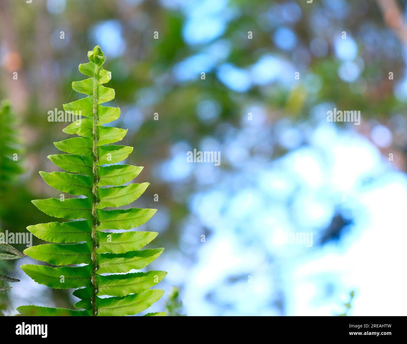 Grüner Farnblatt-Fragment-Offset mit Textspalt auf einer Seite. Stockfoto