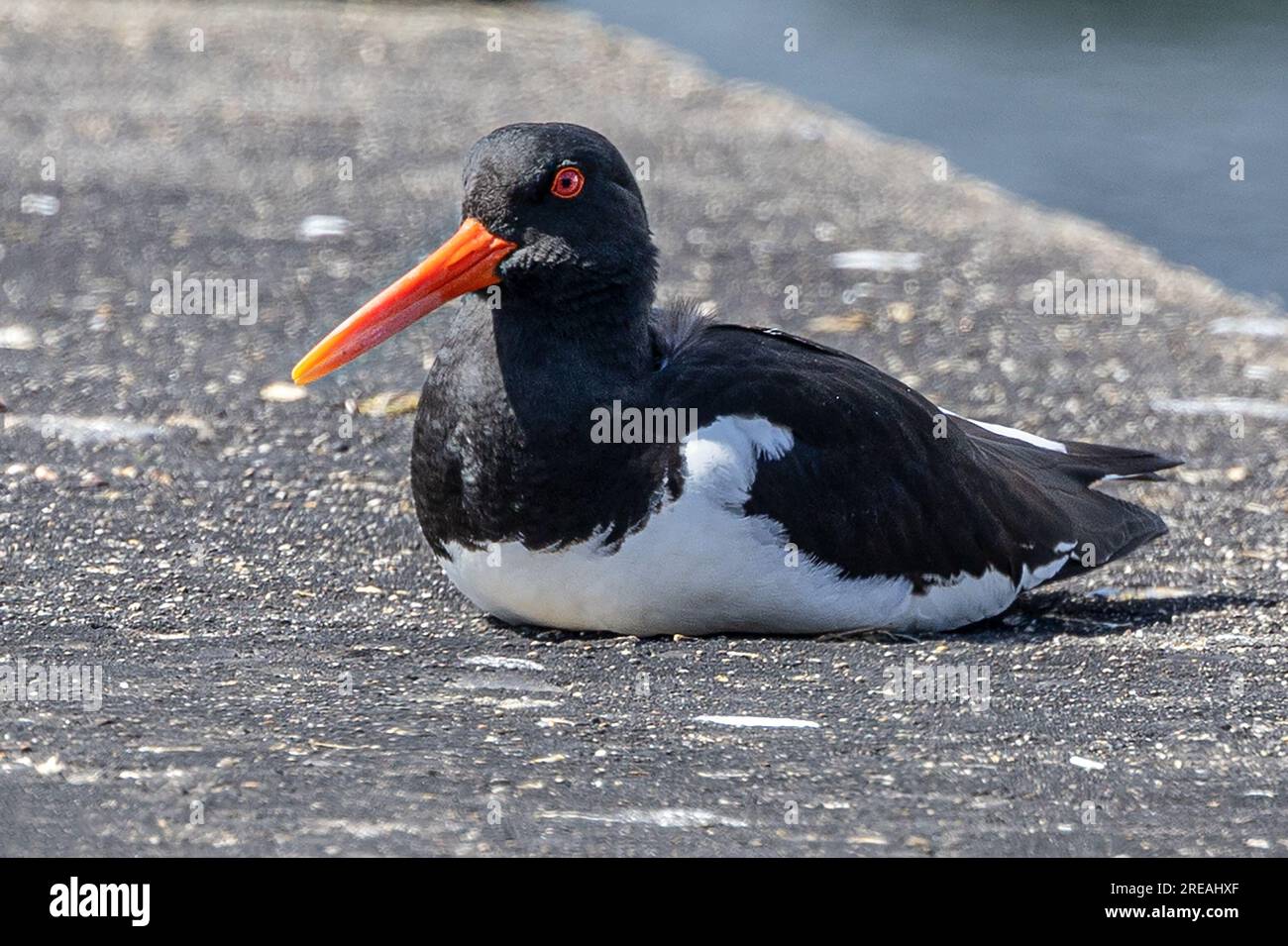 European Oystercatcher, Frühling, National Trust, Brownsea Island, Dorset, UK Stockfoto