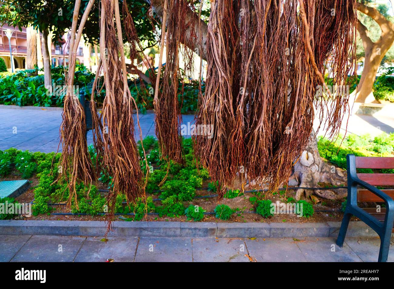 Die Luftsprünge eines banyan-Baumes hängen in einem Stadtpark. Stockfoto