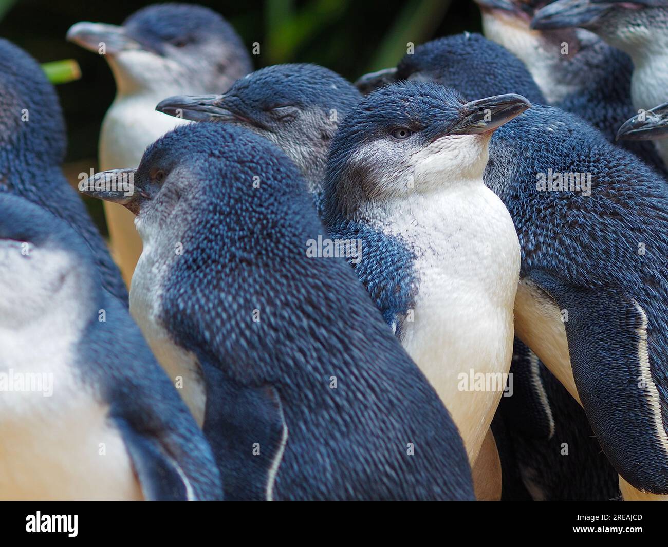 Ruhige, gemütliche australische kleine Pinguine schwärmen in unberührter Schönheit. Stockfoto