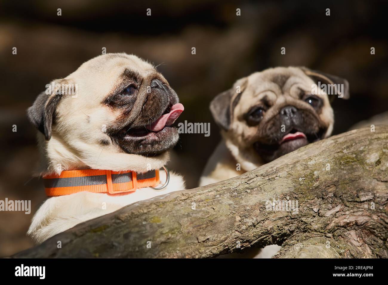 Zwei junge Hunde, die im Wald spielen. Selektiver Fokus, Nahaufnahme Stockfoto