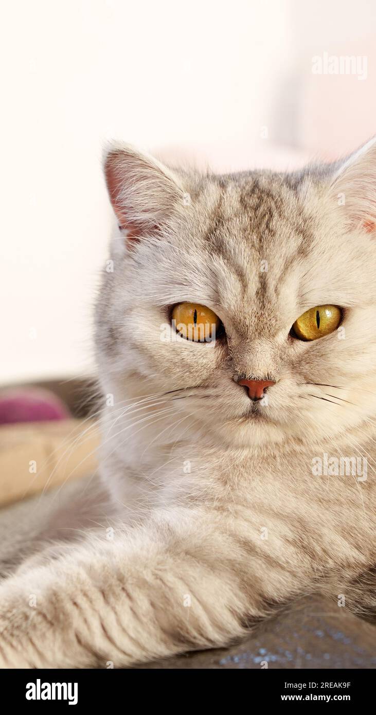 Flauschiges Kätzchen, das auf rosa Hintergrund in die Kamera schaut, Vorderansicht. Süße junge, kurzhaarige weiße Katze, die vor pinkfarbenem Hintergrund sitzt und einen Kopierbereich hat. St Stockfoto