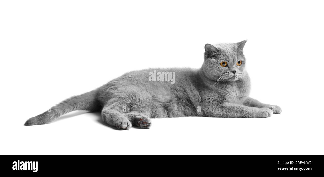 Die britische blaue Katze mit großen orangefarbenen Augen liegt auf weißem Hintergrund. Reinrassige graue Katze auf weiß isoliert. Stockfoto