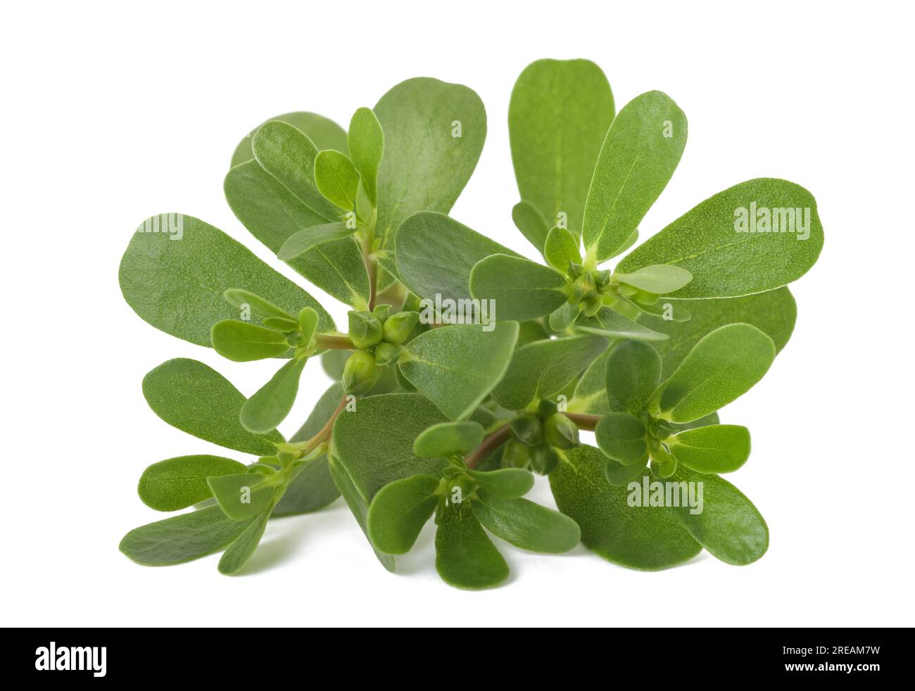 Gewöhnlicher purslane Zweig isoliert auf weißem Hintergrund Stockfoto