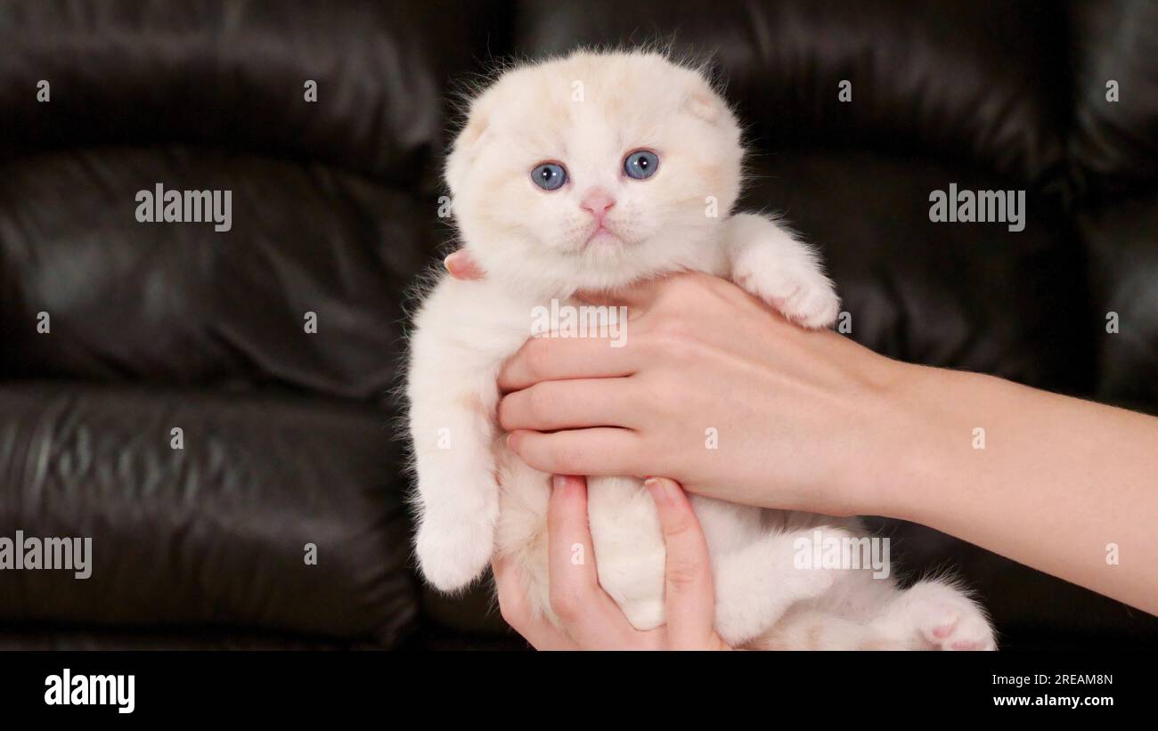 Hände halten flauschige, cremefarbene Katze, die auf braunen Hintergrund in die Kamera schaut, Vorderansicht, Platz für Text. Süße, junge, weiße Katze mit blauen Augen Stockfoto