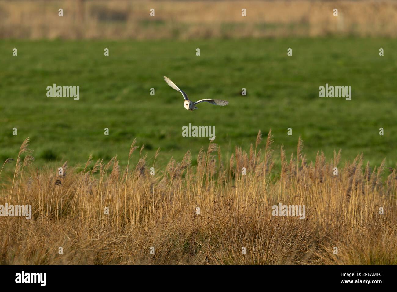 Scheuneneule Tyto alba, Erwachsenenjagd über Ackerland, Willow Tree Fen, Lincolnshire, Großbritannien, März Stockfoto
