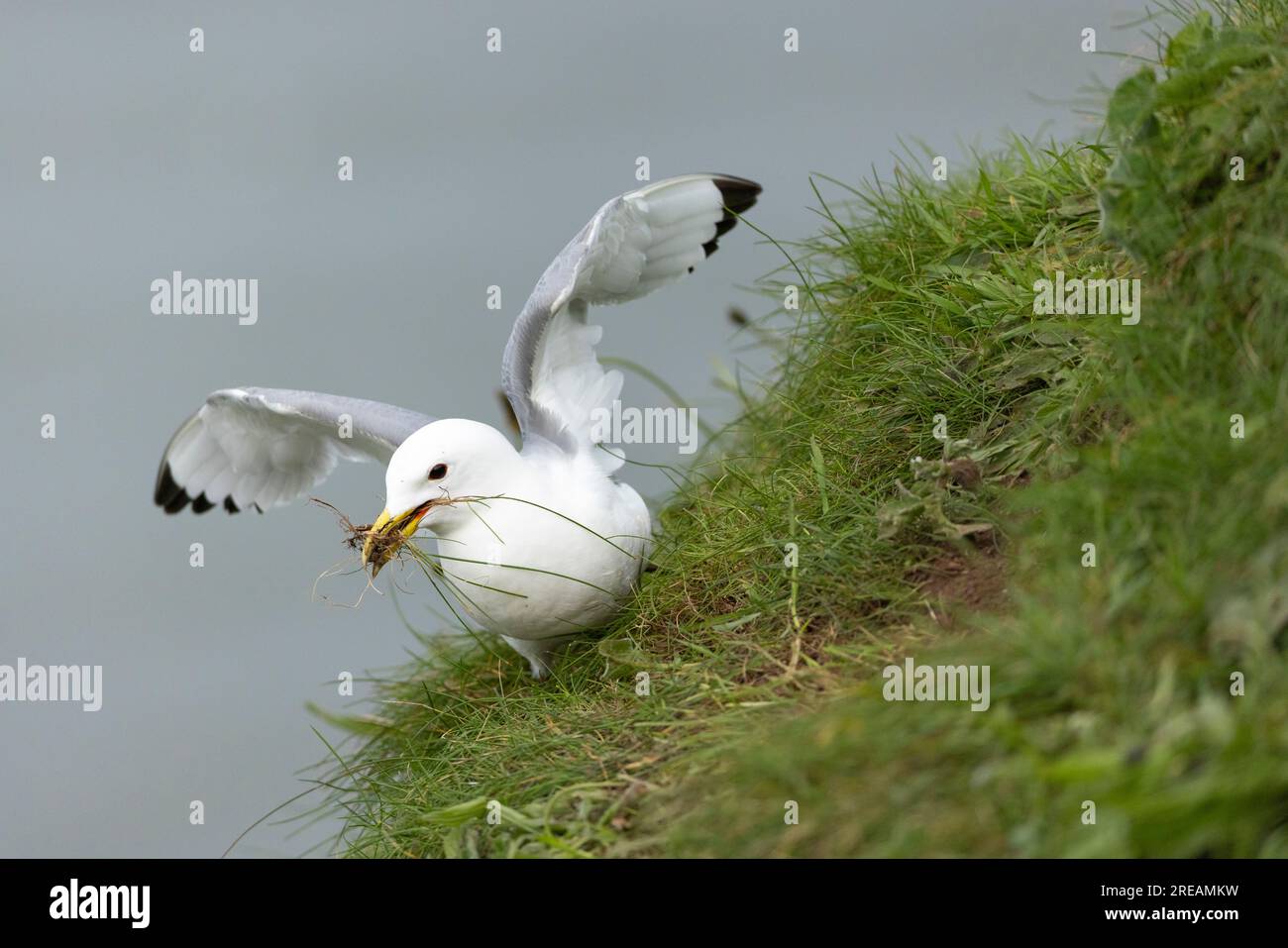 Schwarzbein-Kittiwake Rissa tridactyla, Erwachsener, der Nestmaterial sammelt, Bempton Cliffs, East Riding of Yorkshire, Großbritannien, Mai Stockfoto