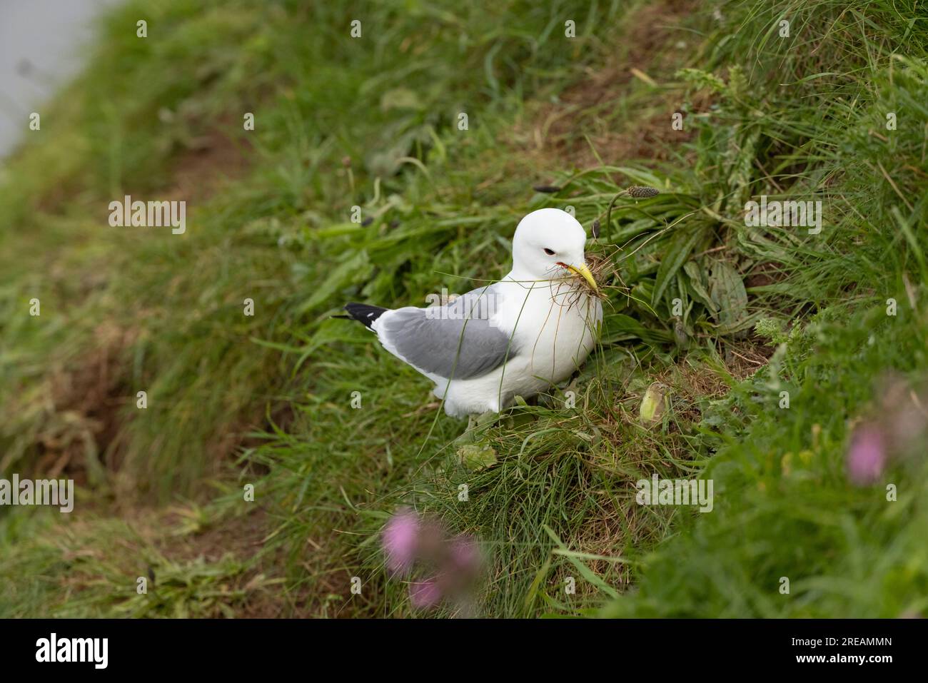 Schwarzbein-Kittiwake Rissa tridactyla, Erwachsener, der Nestmaterial sammelt, Bempton Cliffs, East Riding of Yorkshire, Großbritannien, Mai Stockfoto