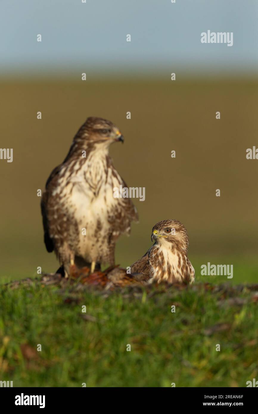 Bussard Buteo buteo, Berwick Bassett, Wiltshire, Vereinigtes Königreich, Januar Stockfoto