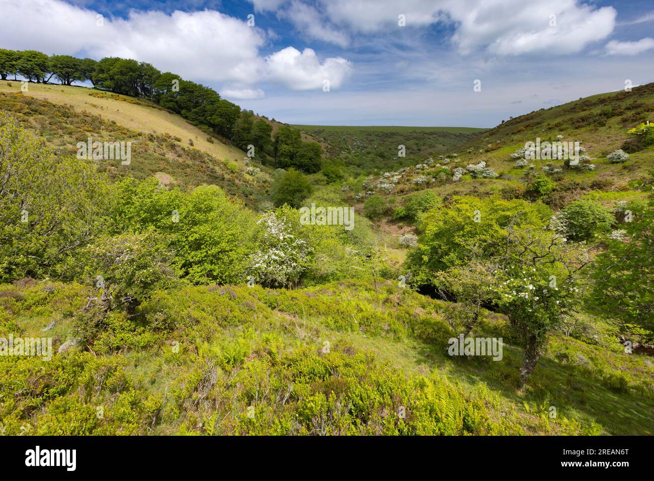 Landschaftsblick auf Moorland Valley Chetsford Water, Exmoor National Park, Somerset, Großbritannien, Mai Stockfoto