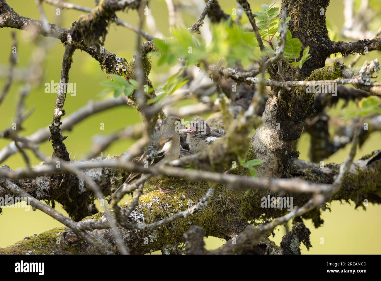 Fringilla coelebs, ausgewachsene weibliche Küken füttern im Nest in Mountain ASH Sorbus aucuparia, Exmoor National Park, Somerset, Großbritannien, Mai Stockfoto