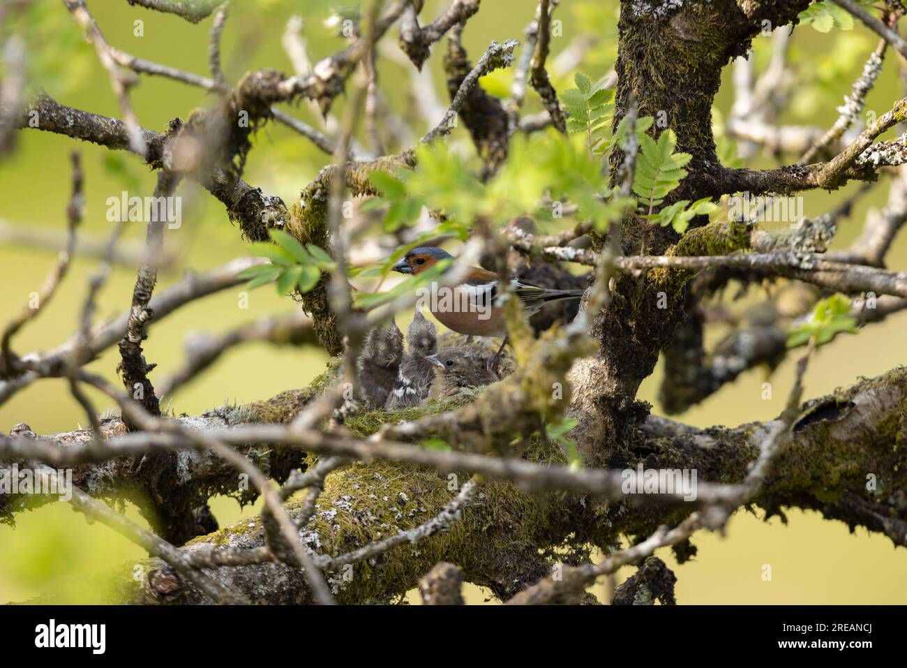 Fringilla coelebs, ausgewachsene männliche Küken, die in einem Nest in Mountain ASH Sorbus aucuparia, Exmoor National Park, Somerset, Großbritannien, Mai, gefüttert werden Stockfoto