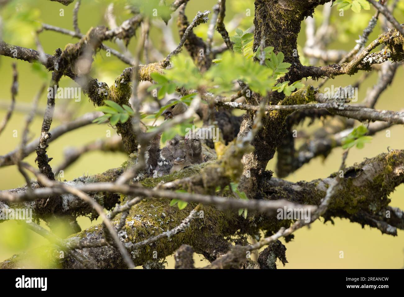 Fringilla coelebs, ausgewachsene weibliche Küken füttern im Nest in Mountain ASH Sorbus aucuparia, Exmoor National Park, Somerset, Großbritannien, Mai Stockfoto
