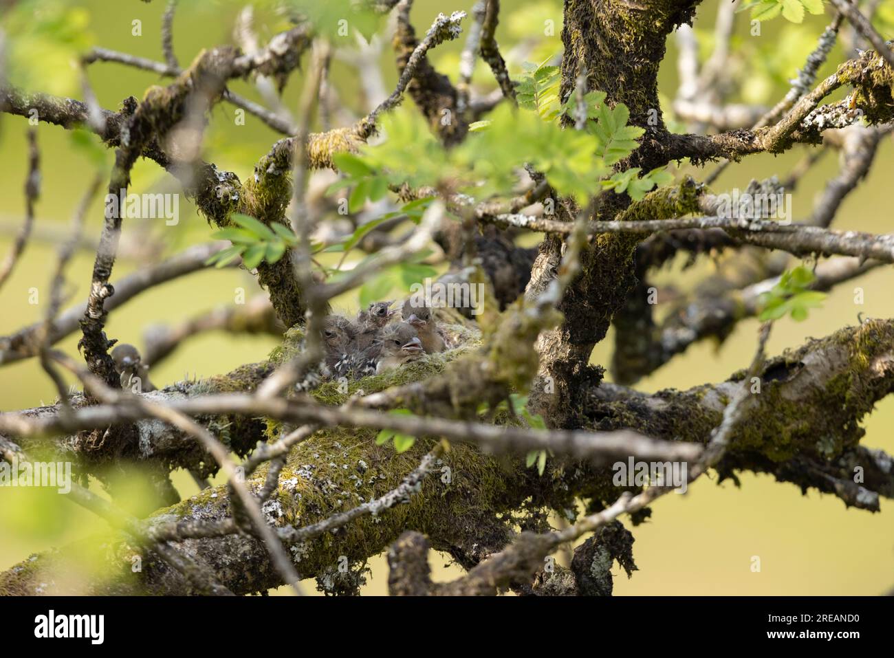 Gemeine Schaffinch Fringilla Coelebs, Küken im Nest in Mountain ASH Sorbus aucuparia, Exmoor National Park, Somerset, Großbritannien, Mai Stockfoto