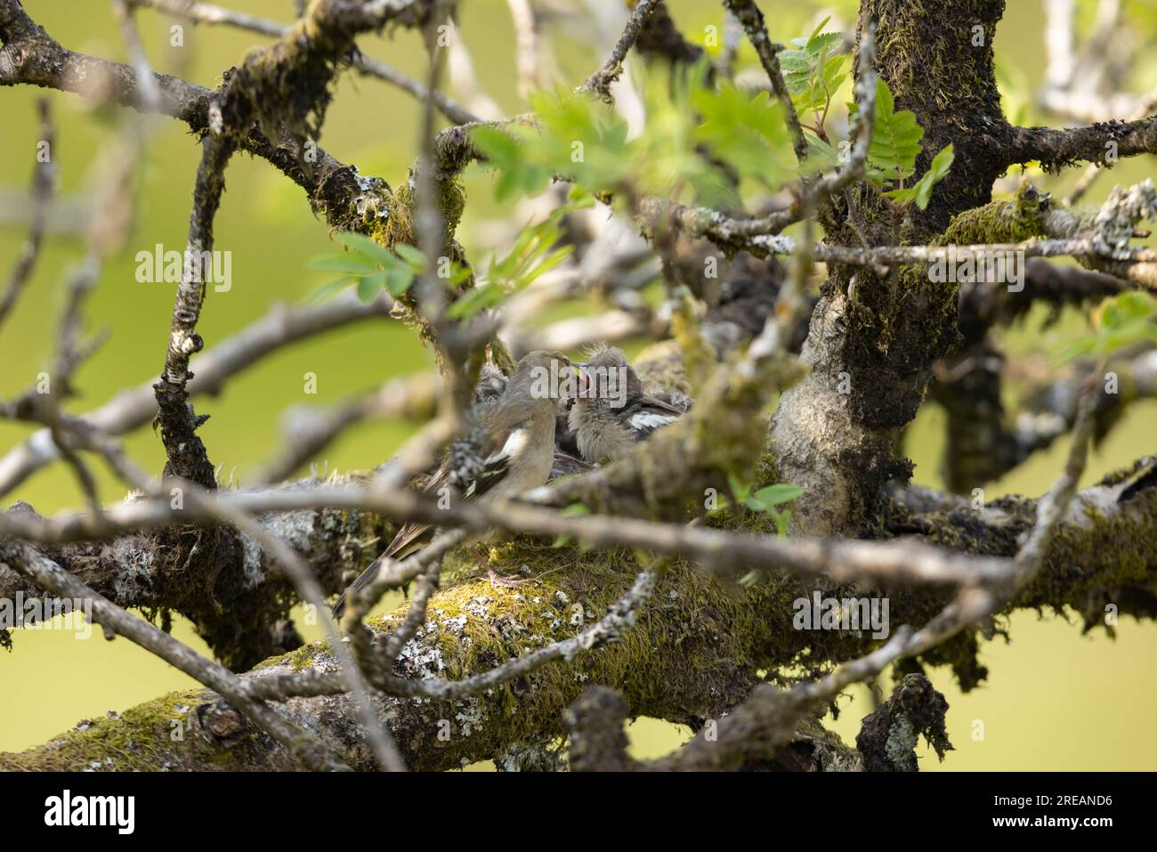 Fringilla coelebs, ausgewachsene weibliche Küken füttern im Nest in Mountain ASH Sorbus aucuparia, Exmoor National Park, Somerset, Großbritannien, Mai Stockfoto