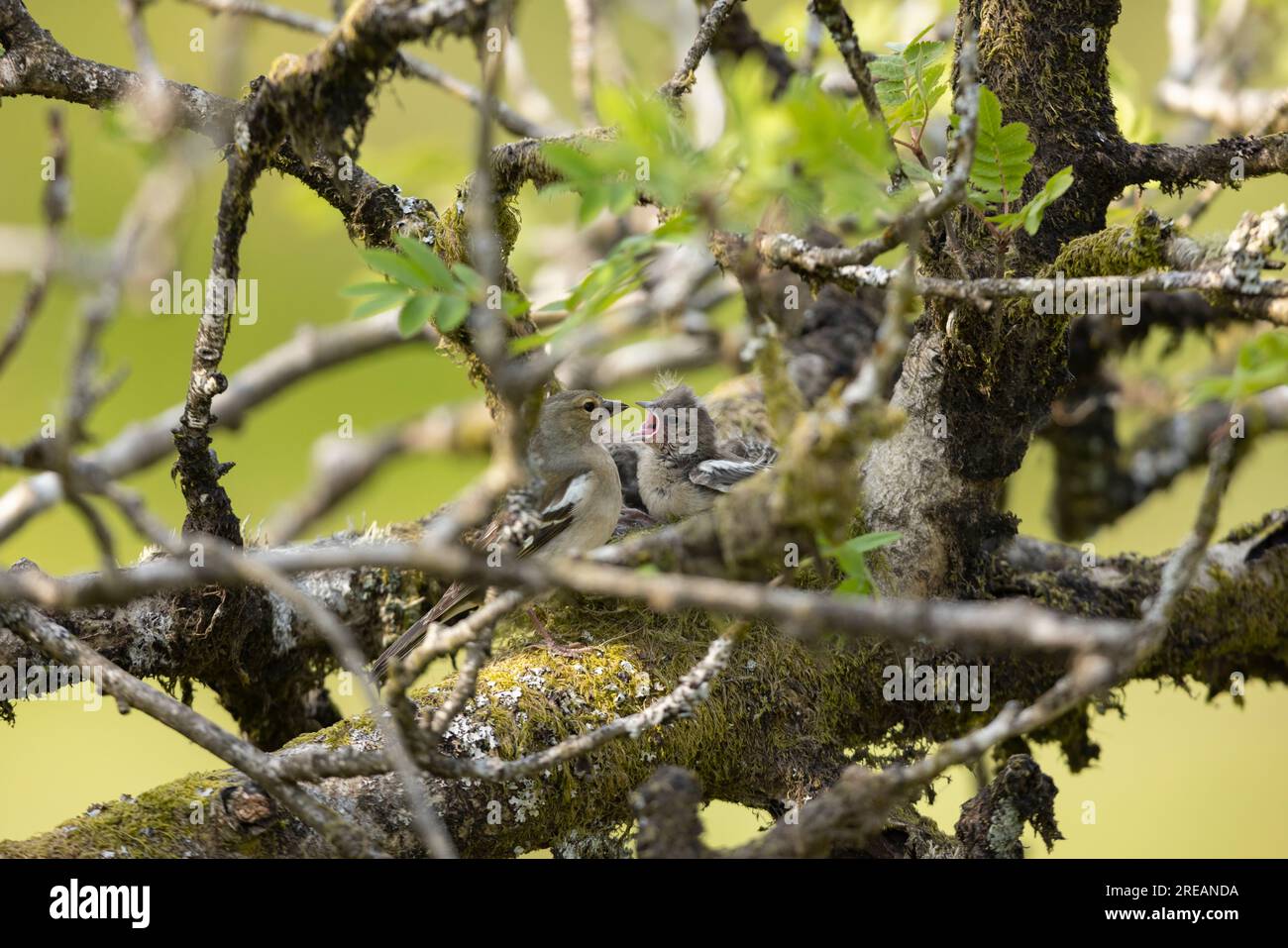Fringilla coelebs, ausgewachsene weibliche Küken füttern im Nest in Mountain ASH Sorbus aucuparia, Exmoor National Park, Somerset, Großbritannien, Mai Stockfoto