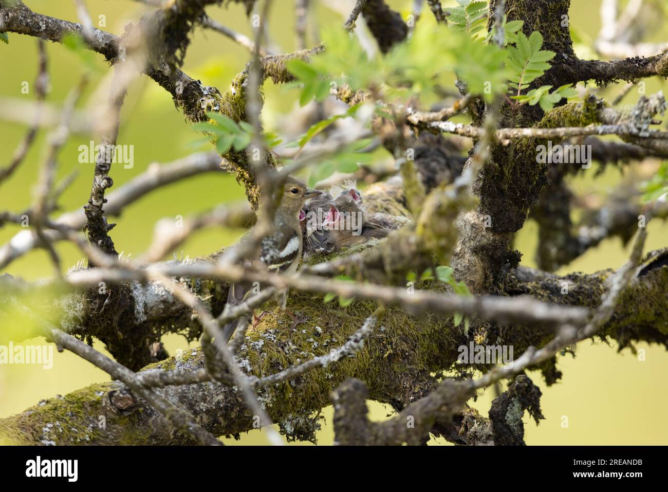 Fringilla coelebs, ausgewachsene weibliche Küken füttern im Nest in Mountain ASH Sorbus aucuparia, Exmoor National Park, Somerset, Großbritannien, Mai Stockfoto