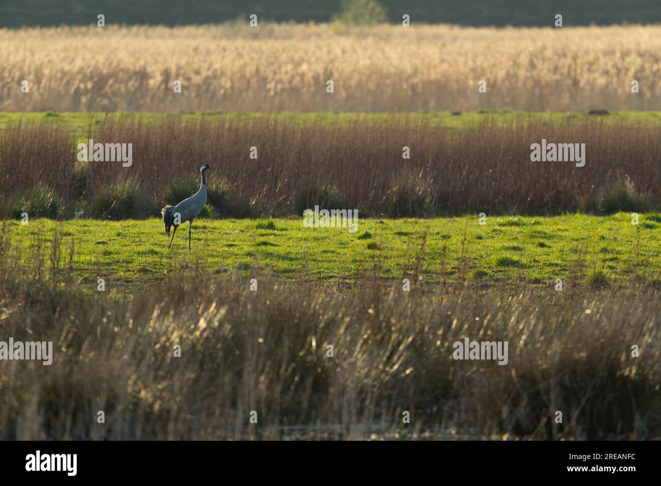 Crane Grus grus, Erwachsener im Sumpf, Willow Tree Fen, Lincolnshire, Großbritannien, März Stockfoto