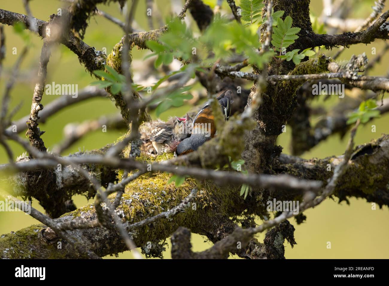 Fringilla Coelebs, männlicher Erwachsener, der Stuhlsack von Küken im Nest entfernt, in Mountain Asche Sorbus aucuparia, Exmoor National Park, Somerset Stockfoto