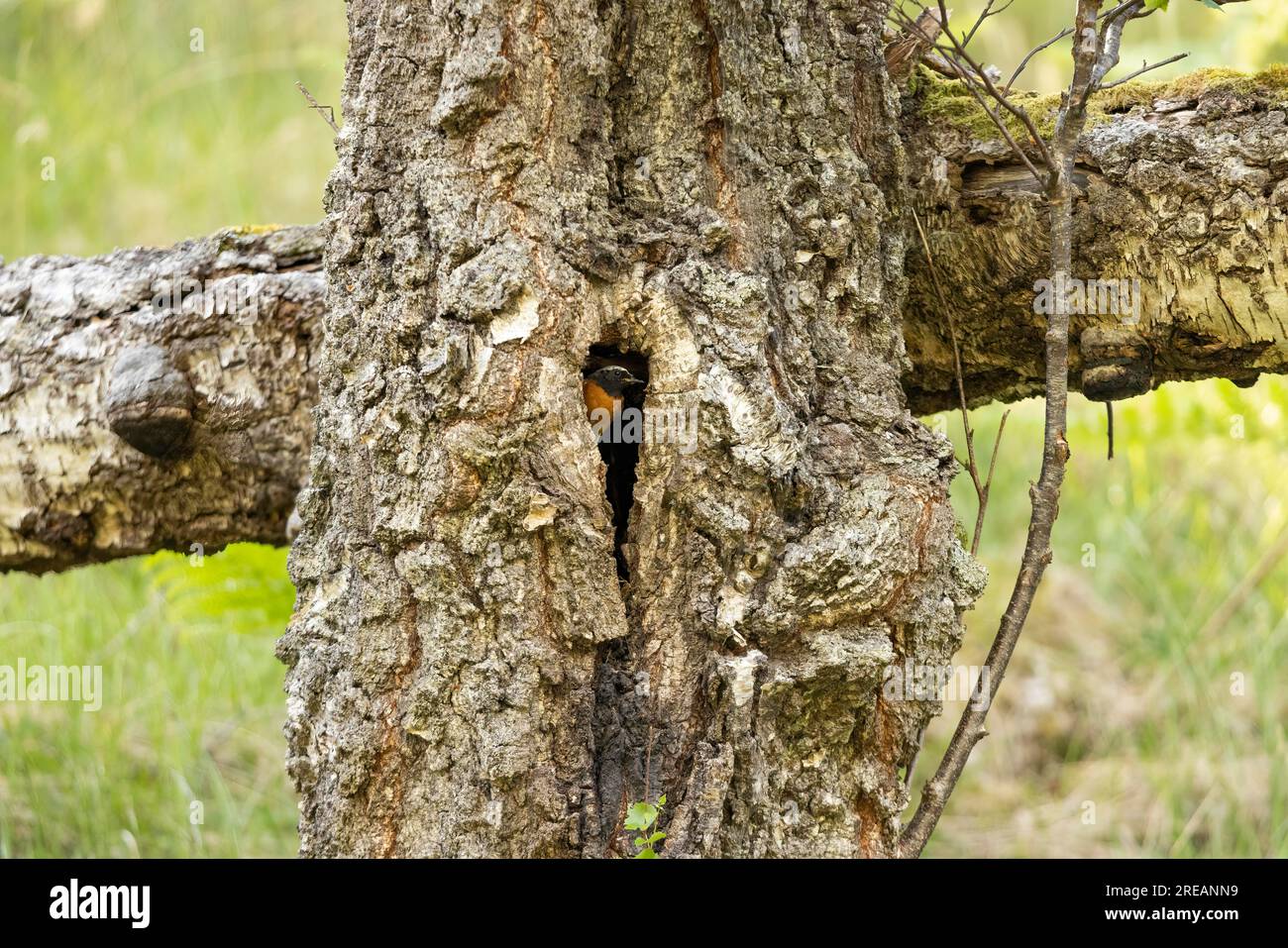 RotStart Phoenicurus phoenicurus, männlicher Erwachsener am Nestplatz, Loch an Eilein, Highland, Schottland, Vereinigtes Königreich, Juni Stockfoto