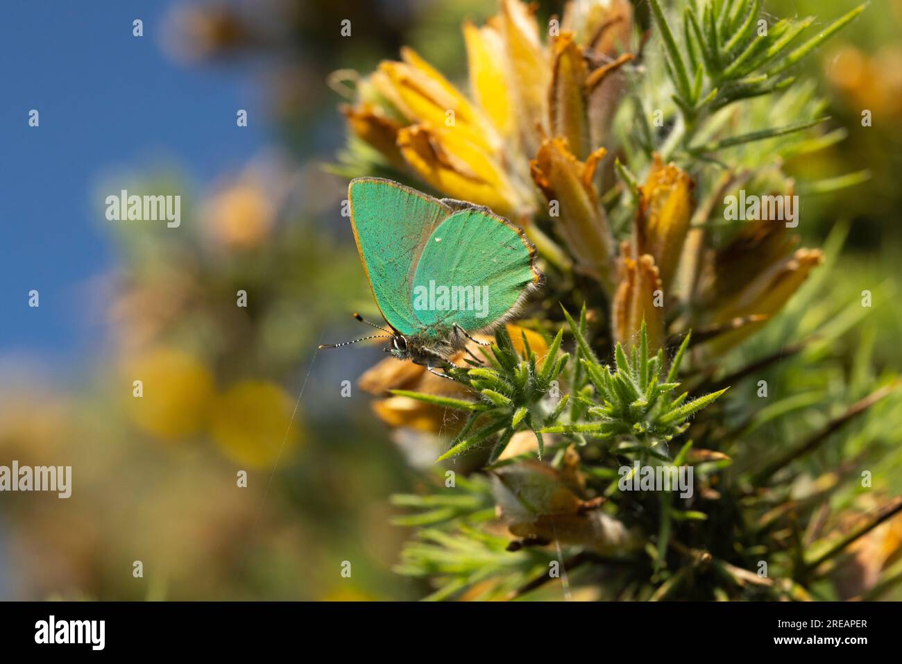 Grüner Haarstreifen Callophrys rubi, Imago sonkt sich auf Common Gorse Ulex europaeus, Exmoor National Park, Somerset, Großbritannien, Mai Stockfoto
