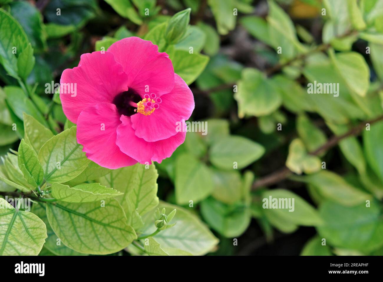 Eine pinkfarbene Hibiskusblume mit Blumenhintergrund und Platz für Text. Stichwörter & Kategorien Stichwörter 1, eins, Blume, fünf Blütenblätter, Hibiskus, Hell Stockfoto