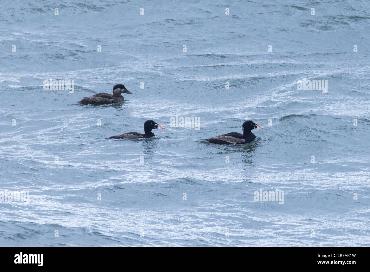 Surf-Scoter (Melanitta perspicillata) im Sommer Stockfoto