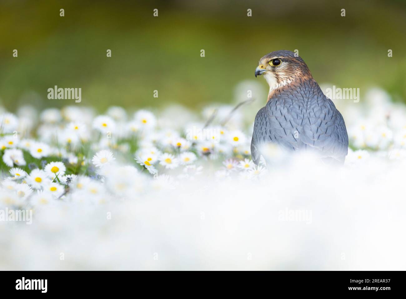 Merlin Falco columbarius (gefangen), männlicher Erwachsener, der in Meadow sitzt, Hawk Conservancy Trust, Hampshire, Großbritannien, April Stockfoto
