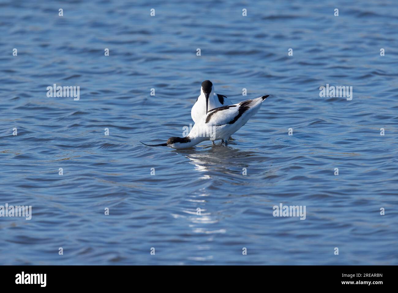 Pied avocet Recurvirostra avosetta, Erwachsene, Steart Marshes, Somerset, Großbritannien, April Stockfoto