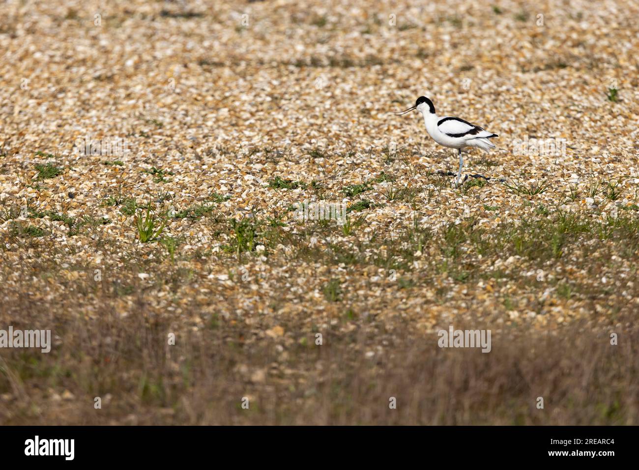 Pied avocet Recurvirostra avosetta, Erwachsenengespräche, Steart Marshes, Somerset, Großbritannien, April Stockfoto