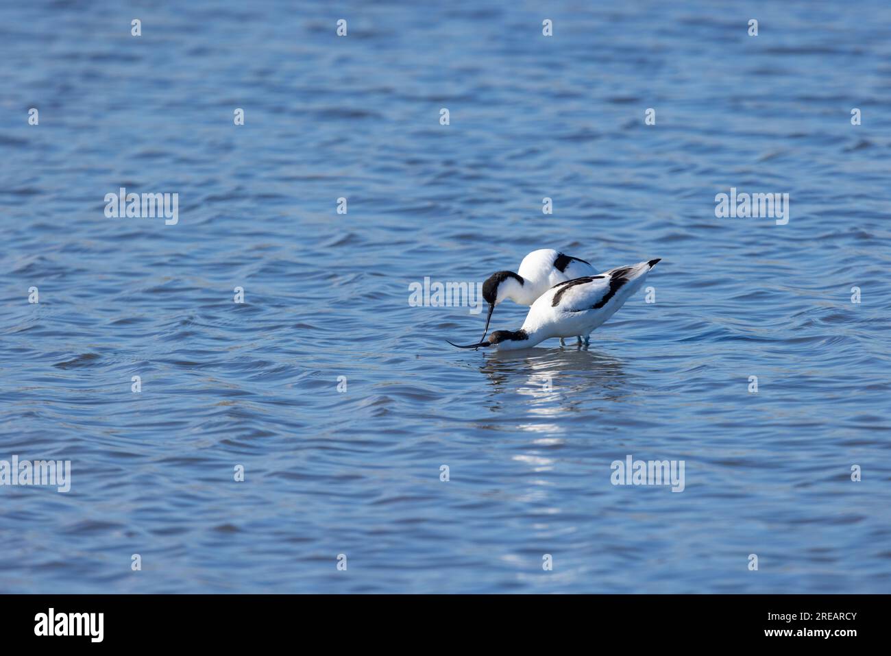 Pied avocet Recurvirostra avosetta, Erwachsene, Steart Marshes, Somerset, Großbritannien, April Stockfoto