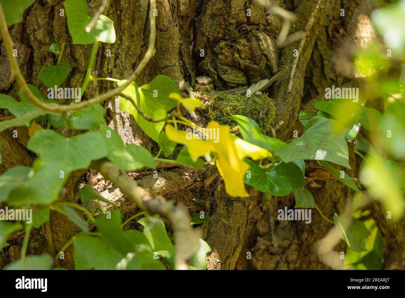 Flycatcher Muscicapa striata, Erwachsener inkubiert im Nest, Forest of Dean, Gloucestershire, Großbritannien, Juni Stockfoto