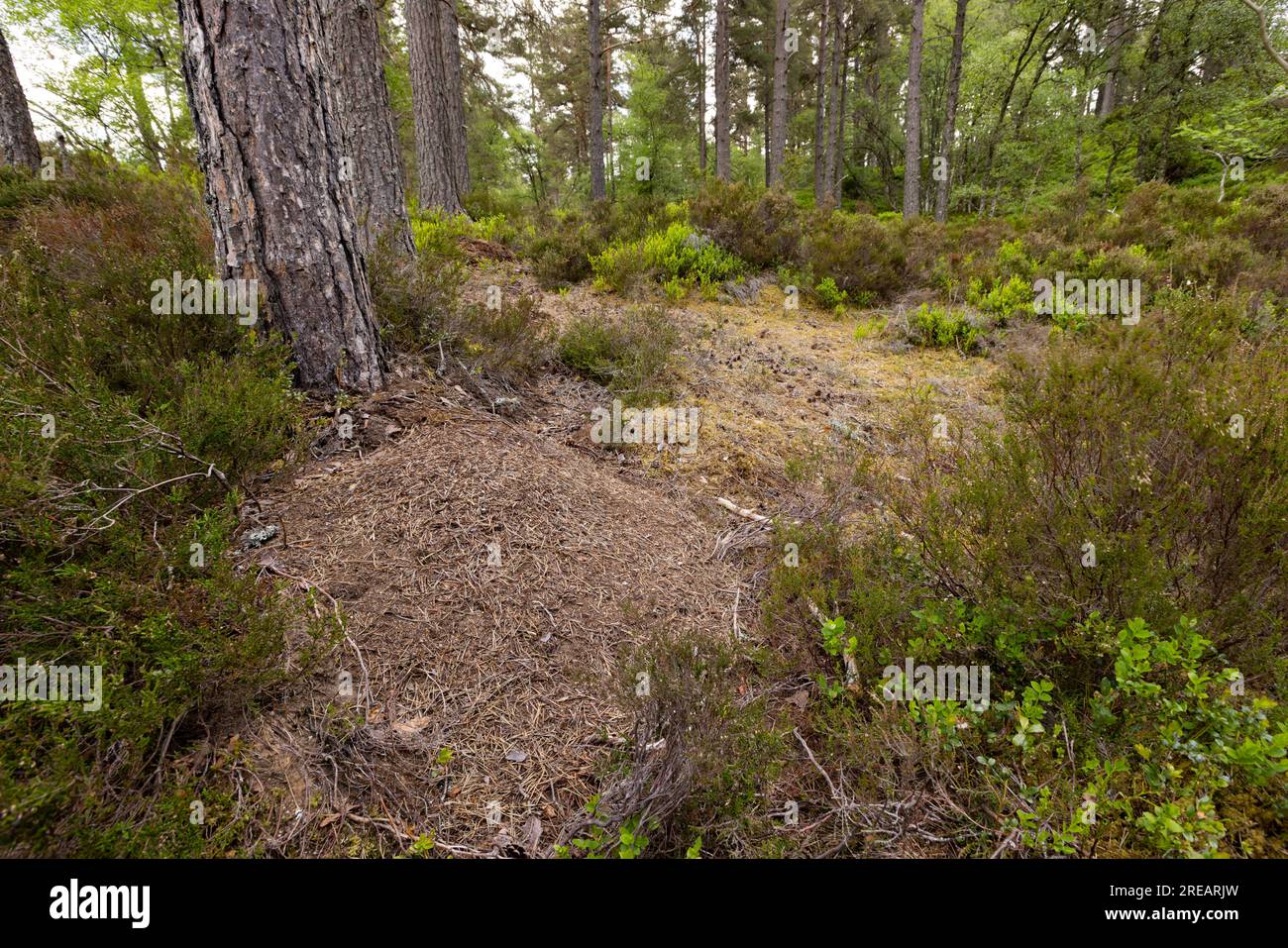 Scottish wood Ameise Formica aquilonia, Colony in Pinie Forest, Anagach Woods, Grantown-on-Spey, Schottland, Vereinigtes Königreich, Juni Stockfoto