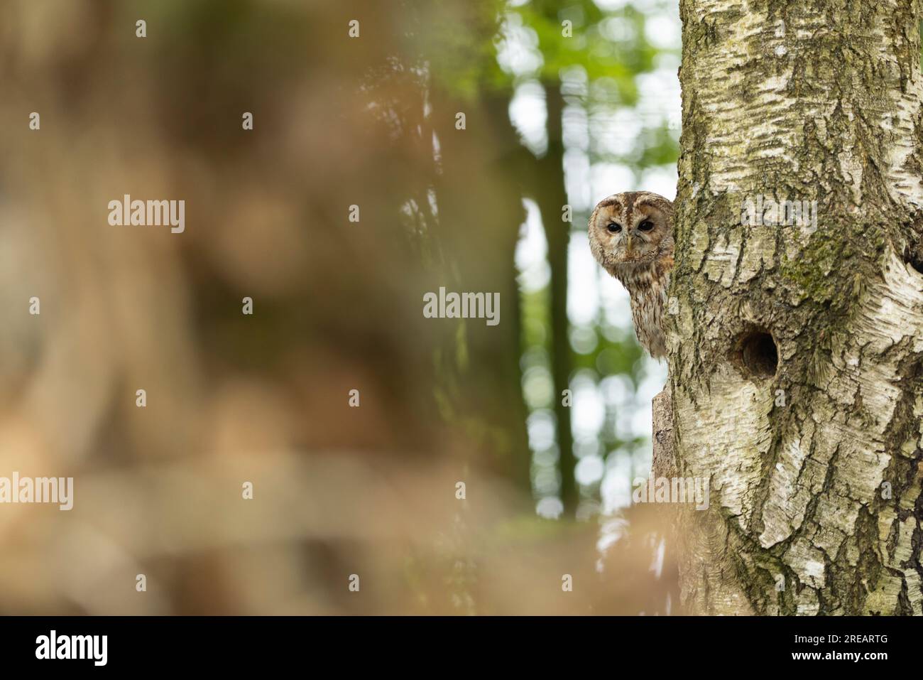 Tawny Owl Strix aluco (Gefangener), erwachsener Mann hoch oben im Wald, Hawk Conservancy Trust, Hampshire, Großbritannien, April Stockfoto