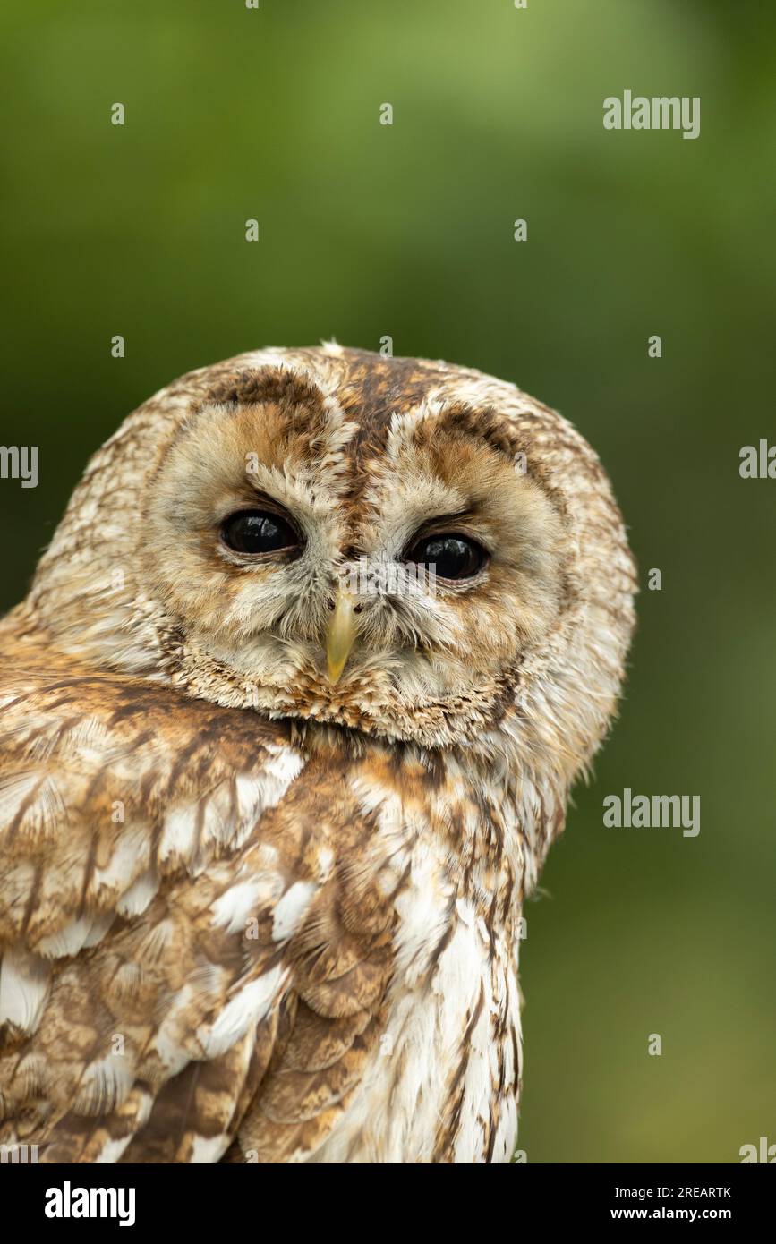 Tawny Owl Strix aluco (Captive), männliches Porträt von Erwachsenen, Hawk Conservancy Trust, Hampshire, Großbritannien, April Stockfoto