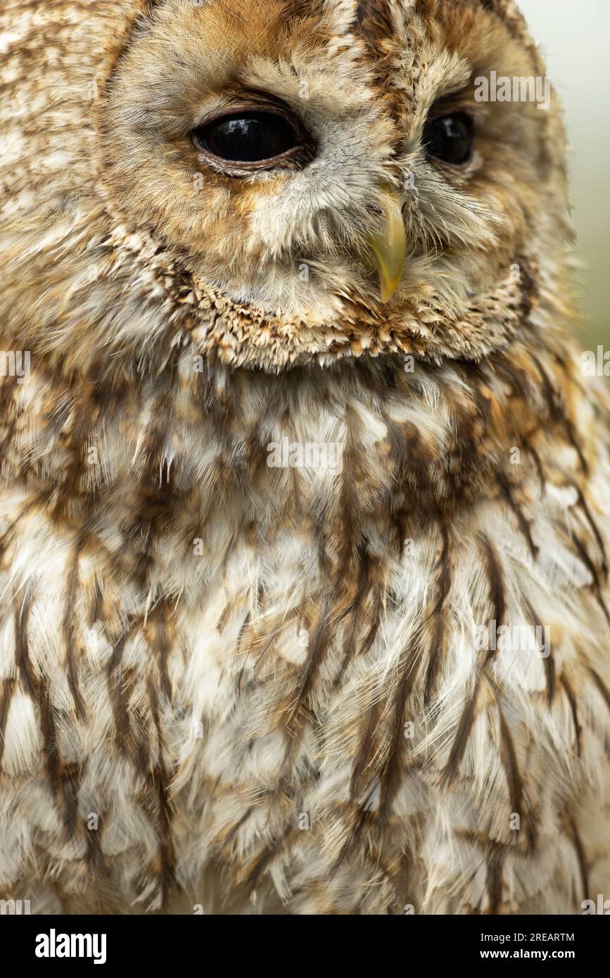 Tawny Owl Strix aluco (Captive), männliche Porträt-Nahaufnahme, Hawk Conservancy Trust, Hampshire, Großbritannien, April Stockfoto