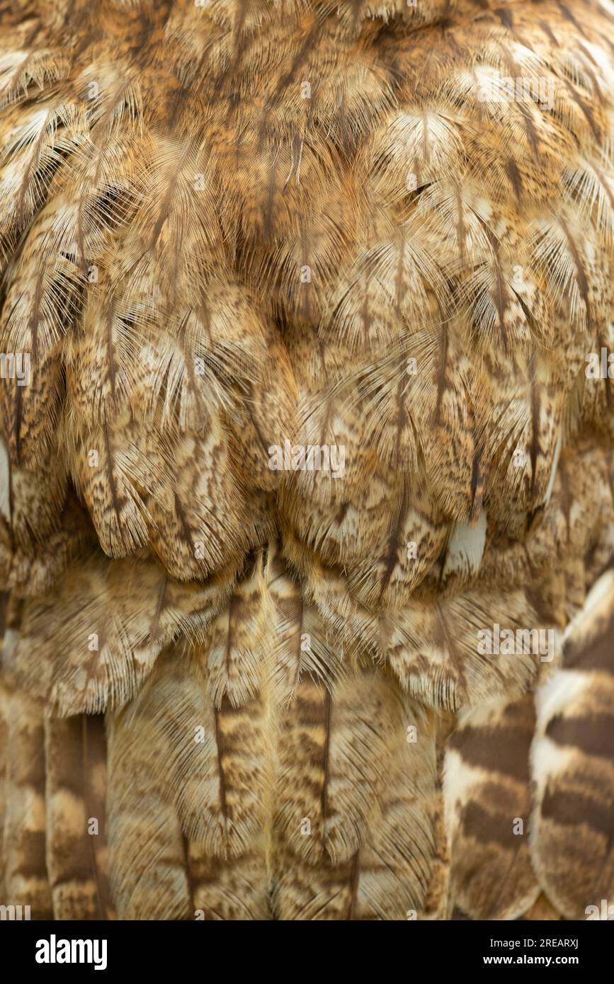 Tawny Owl Strix aluco (Gefangener), männliche Feder für Erwachsene, Nahaufnahme, Hawk Conservancy Trust, Hampshire, Großbritannien, April Stockfoto