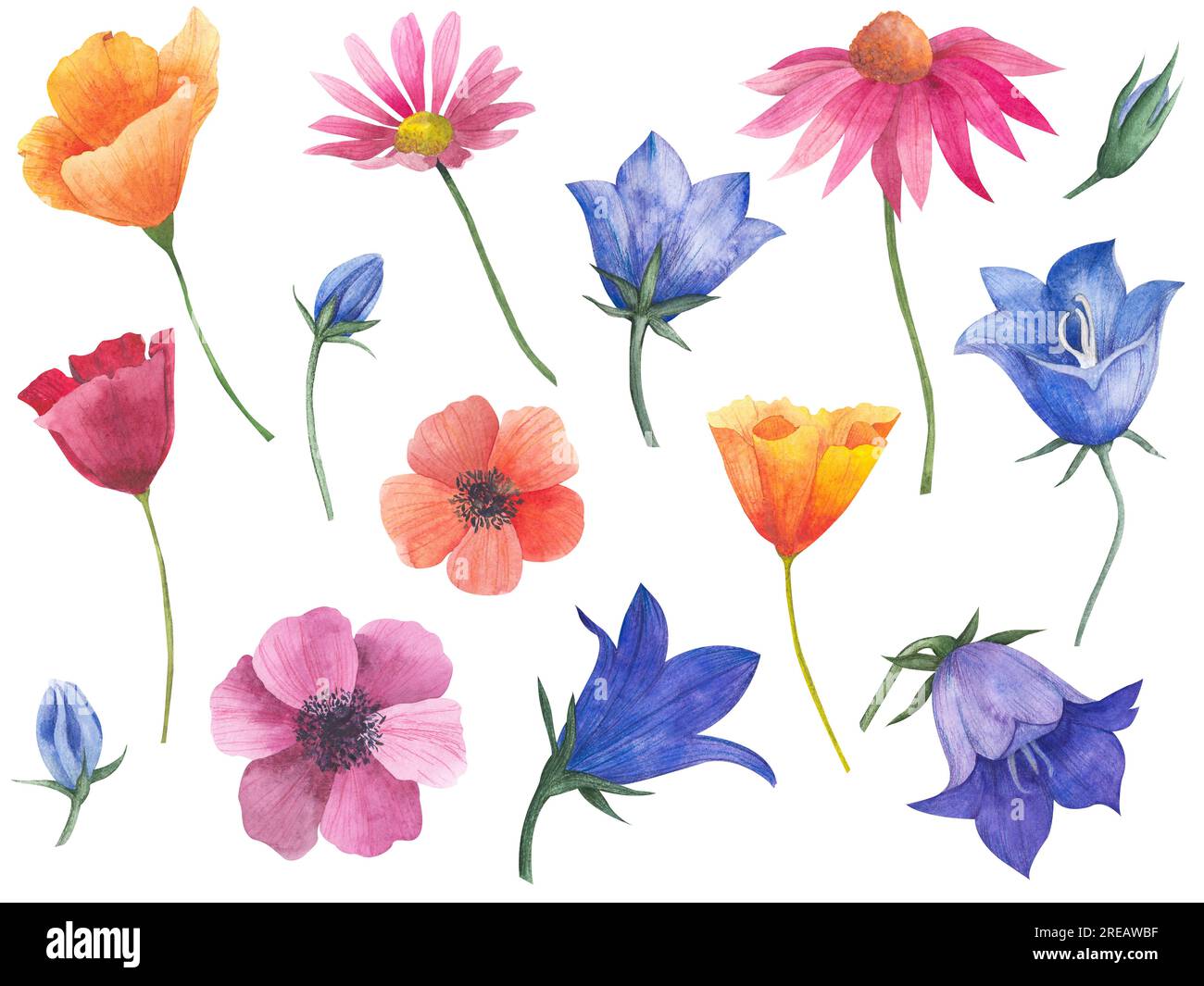 Große Aquarellbilder von Blumen, kalifornischer Mohn, Bluebell-Knospen, Anemonen, kosmea-Blume, echinacea. Isolierte botanische Elemente Stockfoto