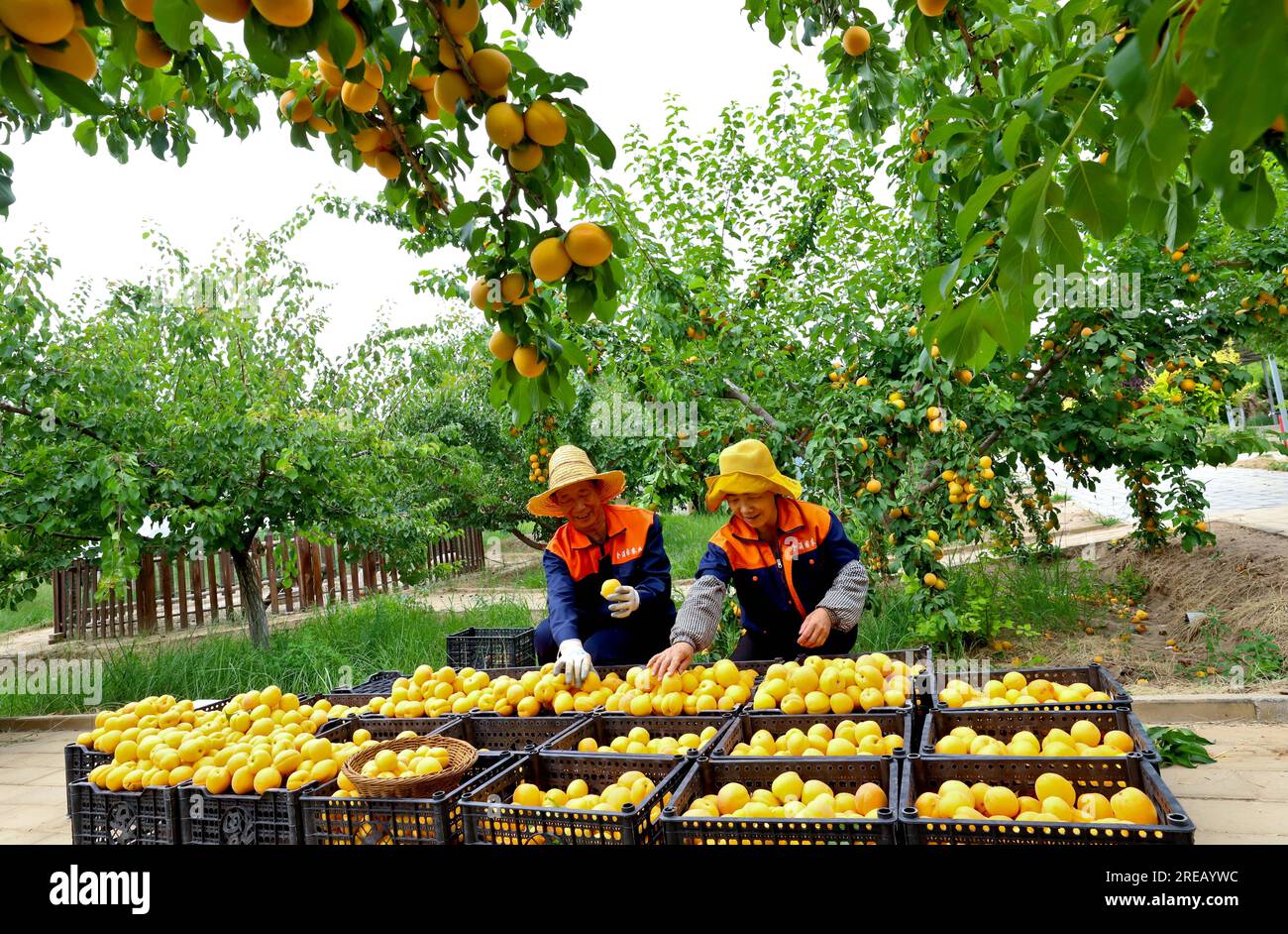 ZHANGYE, CHINA - 26. JULI 2023 - Arbeiter wählen Pflaumenpflaumen in Zhangye, Provinz Gansu, China, 26. Juli 2023. Stockfoto